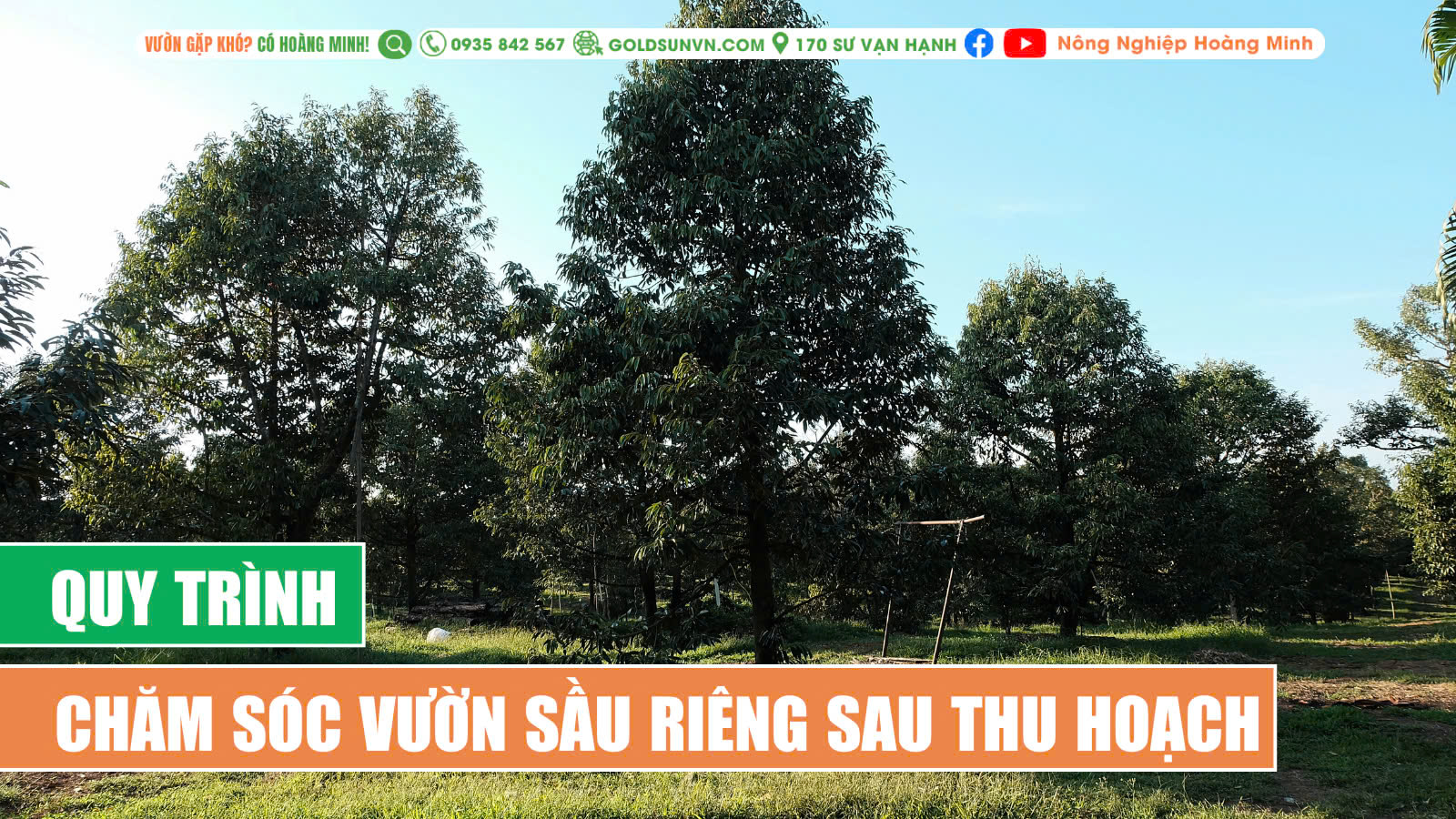 Chăm sóc vườn sầu riêng sau thu hoạch