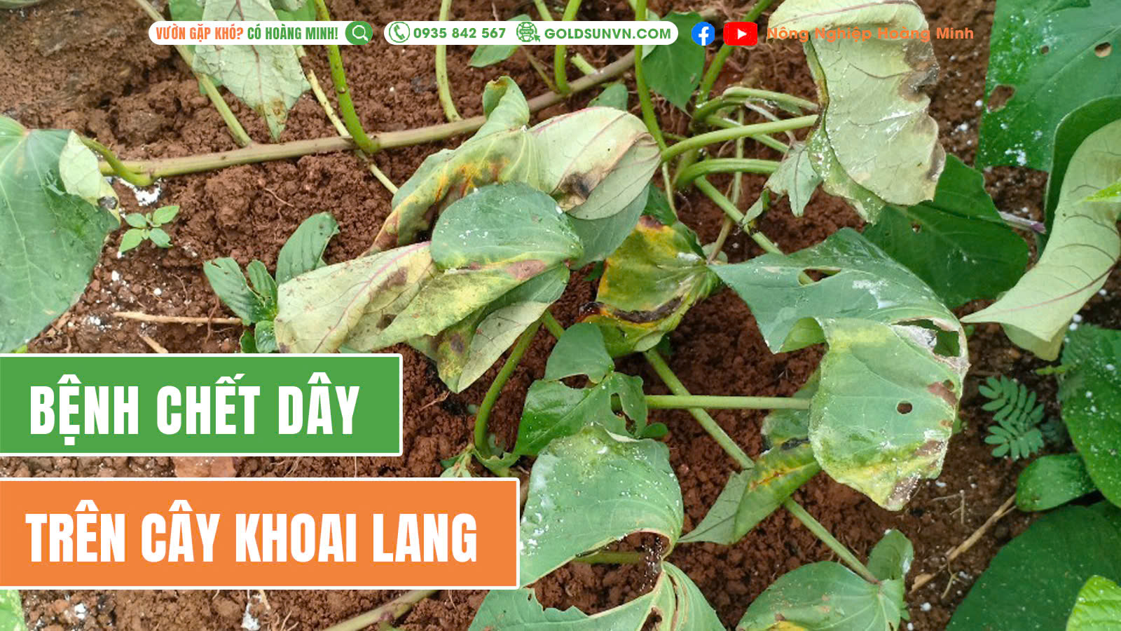 Bệnh chết dây khoai lang