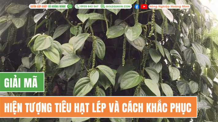 Hiện tượng tiêu hạt lép