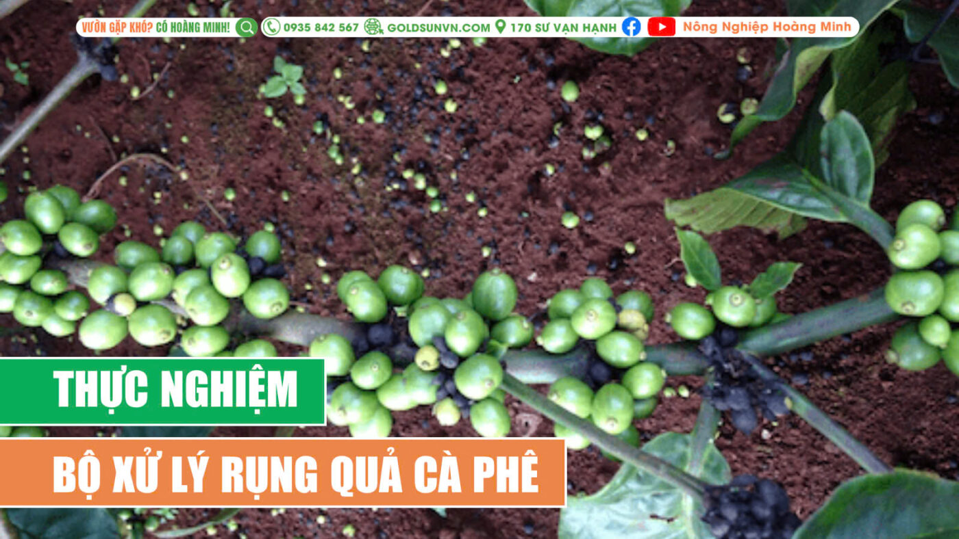 Thực nghiệm xử lý rụng quả cà phê