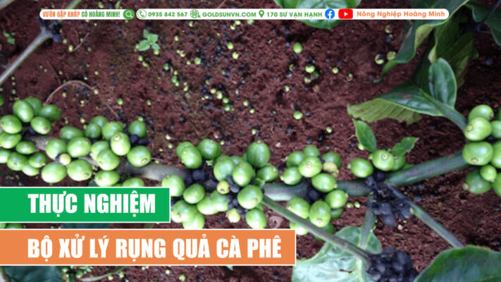 Thực nghiệm xử lý rụng quả cà phê