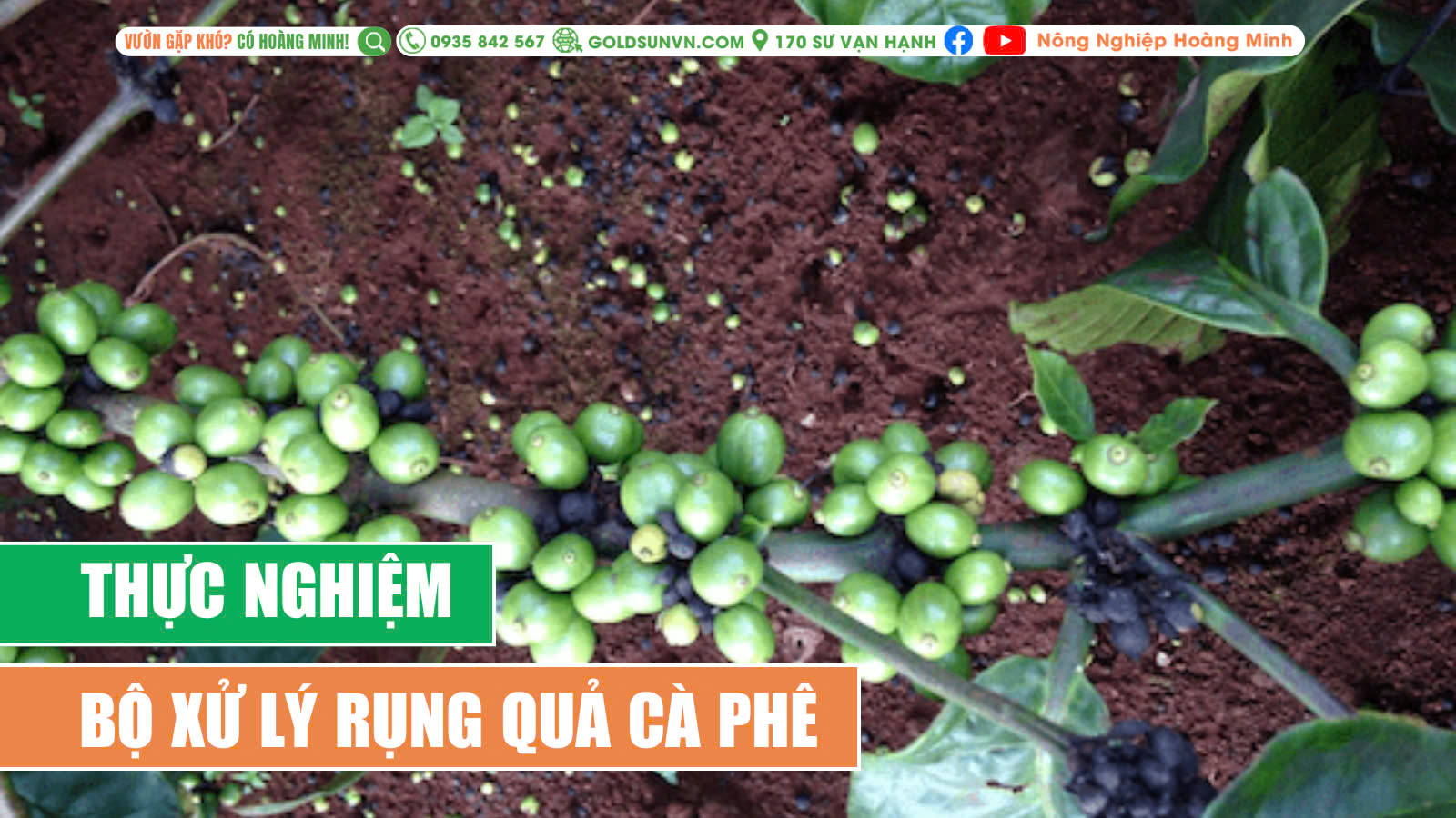 Thực nghiệm xử lý rụng quả cà phê