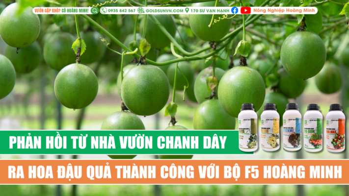 Phản hồi từ nhà vườn chanh dây ra hoa đậu trái thành công với bộ F5 Hoàng Minh