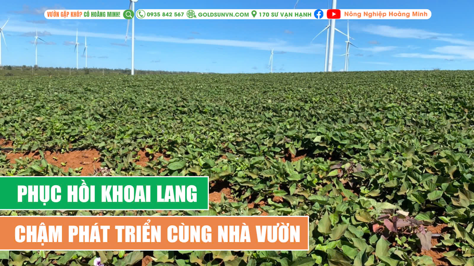 Phục hồi khoai lang kém phát triển cùng nhà vườn