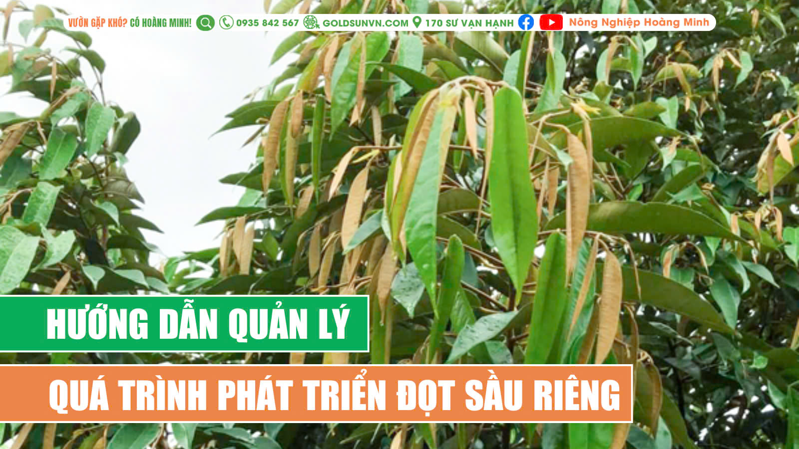 Quá trình phát triển đọt sầu riêng
