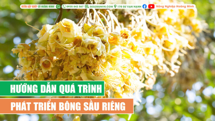 Quá trình phát triển bông sầu riêng