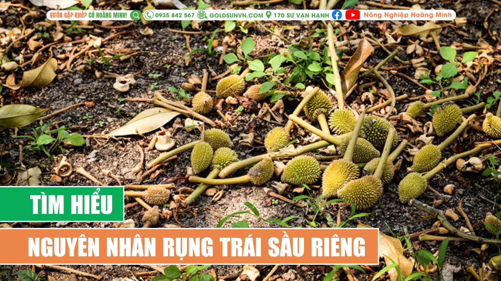 Tim hiểu nguyên nhân rụng trái sầu riêng