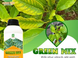 ⭐GREEN MIX - CHELATED TỔNG HỢP VÀ AMINNO, CHỐNG VÀNG LÁ GÂN XANH, XÙ ĐẦU LÂN XOẮN NGỌN