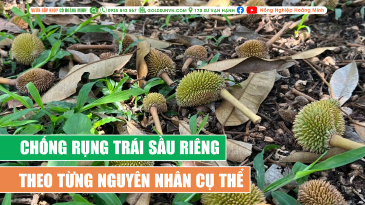 Chống rụng trái sầu riêng theo từng nguyên nhân cụ thể
