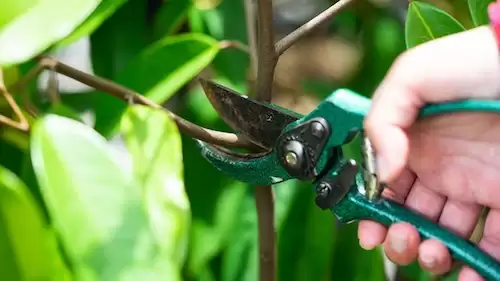 chăm sóc cây sầu riêng con