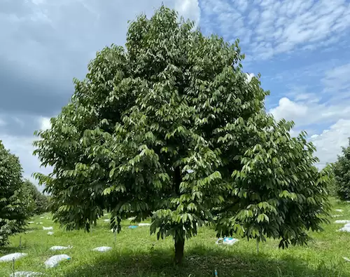 đốm rong trên cây ăn trái