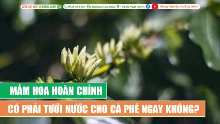 Mầm hoa hoàn chỉnh có cần tưới nước cho cà phê ngay không?