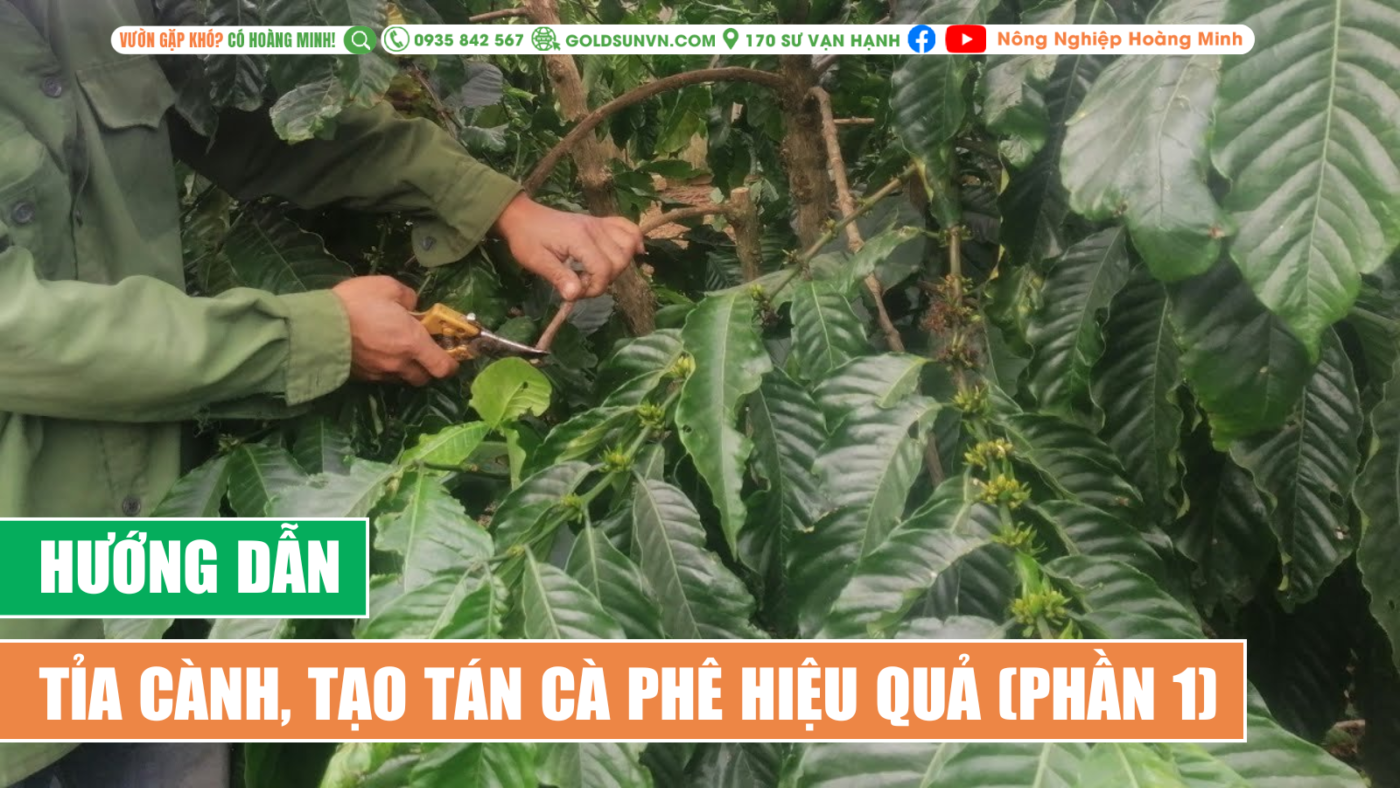 Hướng dẫn cắt tỉa, tạo tán cà phê hiệu quả (phần 1)
