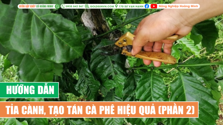 Hướng dẫn tỉa cành tạo tán cà phê hiệu quả (phần 2)