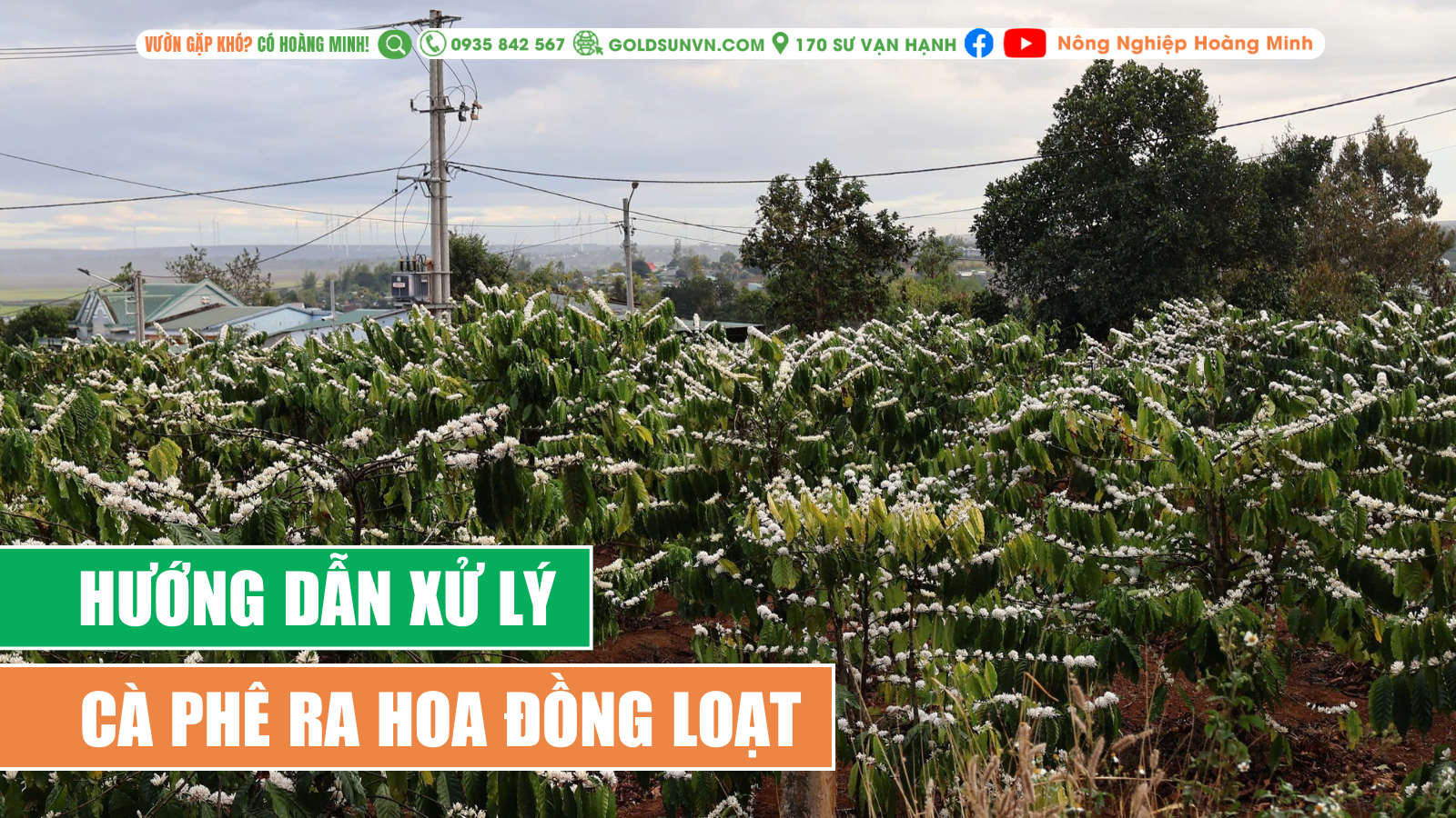 Hướng dẫn xử lý cà phê ra hoa đồng loạt