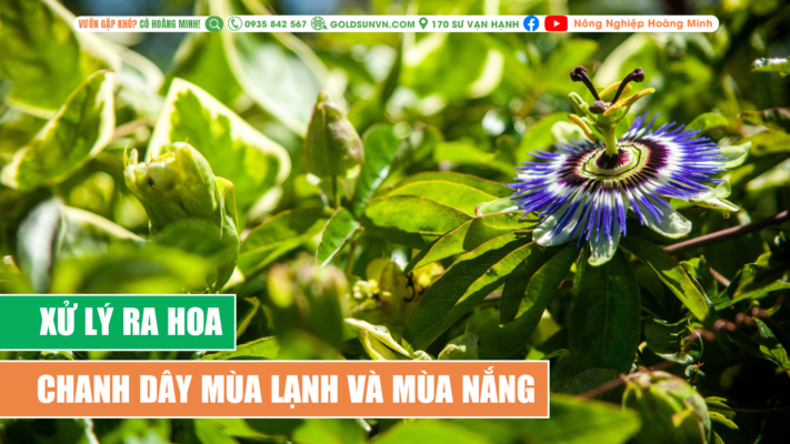 xử lý ra hoa chanh dây mùa lạnh và mùa nắng