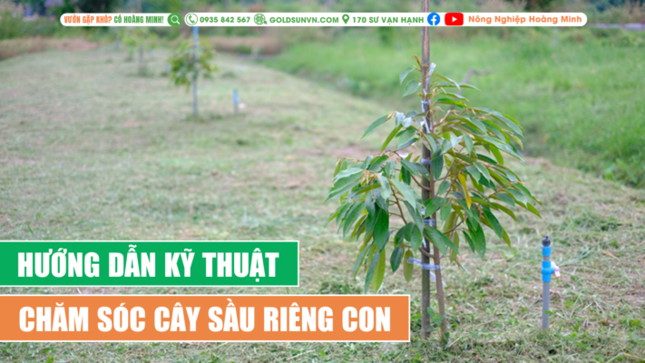 Kỹ thuật chăm sóc cây sầu riêng con