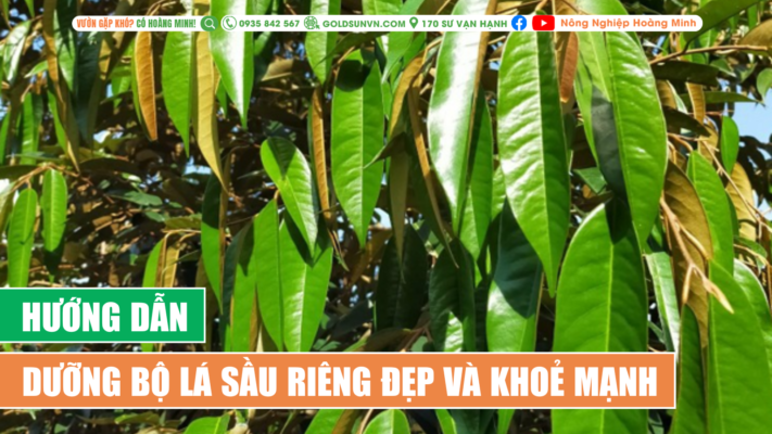 Hướng dẫn dưỡng bộ lá sầu riêng