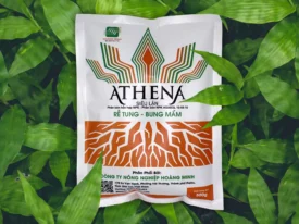 ATHENA - SIÊU LÂN RỄ TUNG BUNG MẦM