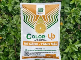 COLOR UP - KALI SUNPHAT NỞ CĂNG TĂNG MÀU