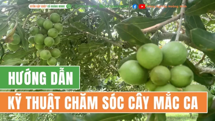 Kĩ thuật chăm sóc cây mắc ca