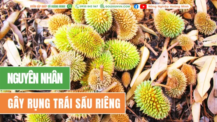 Nguyên nhân rụng trái sầu riêng