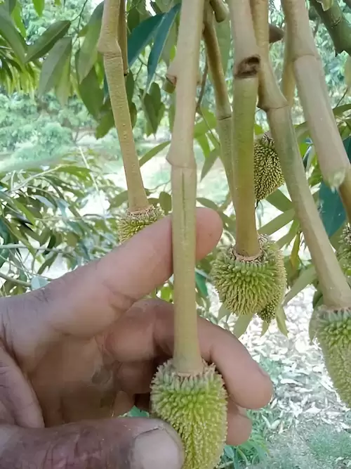 nứt cuống trái sầu riêng