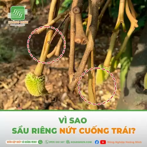nứt cuống trái sầu riêng