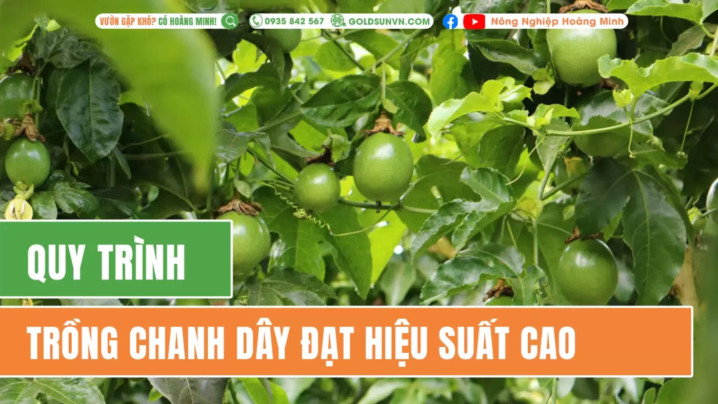 Quy trình trồng chanh dây