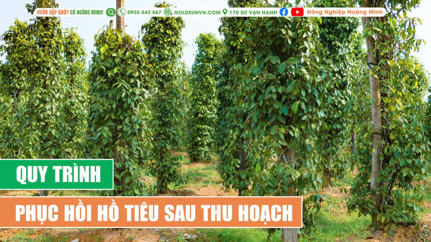 Quy trình phục hồi hồ tiêu sau thu hoạch