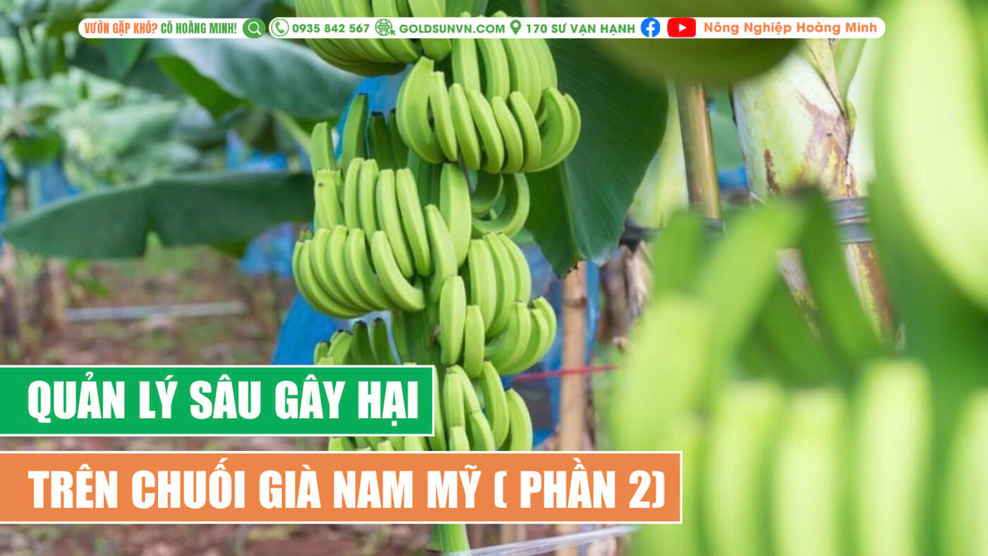 một số loài sâu gây hại trên chuối