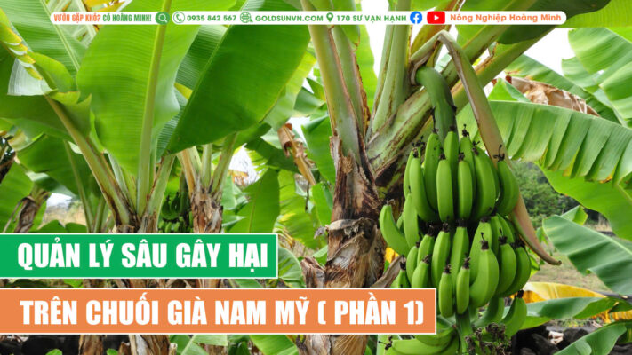 Quản lý sâu gây hại trên chuối già nam mỹ