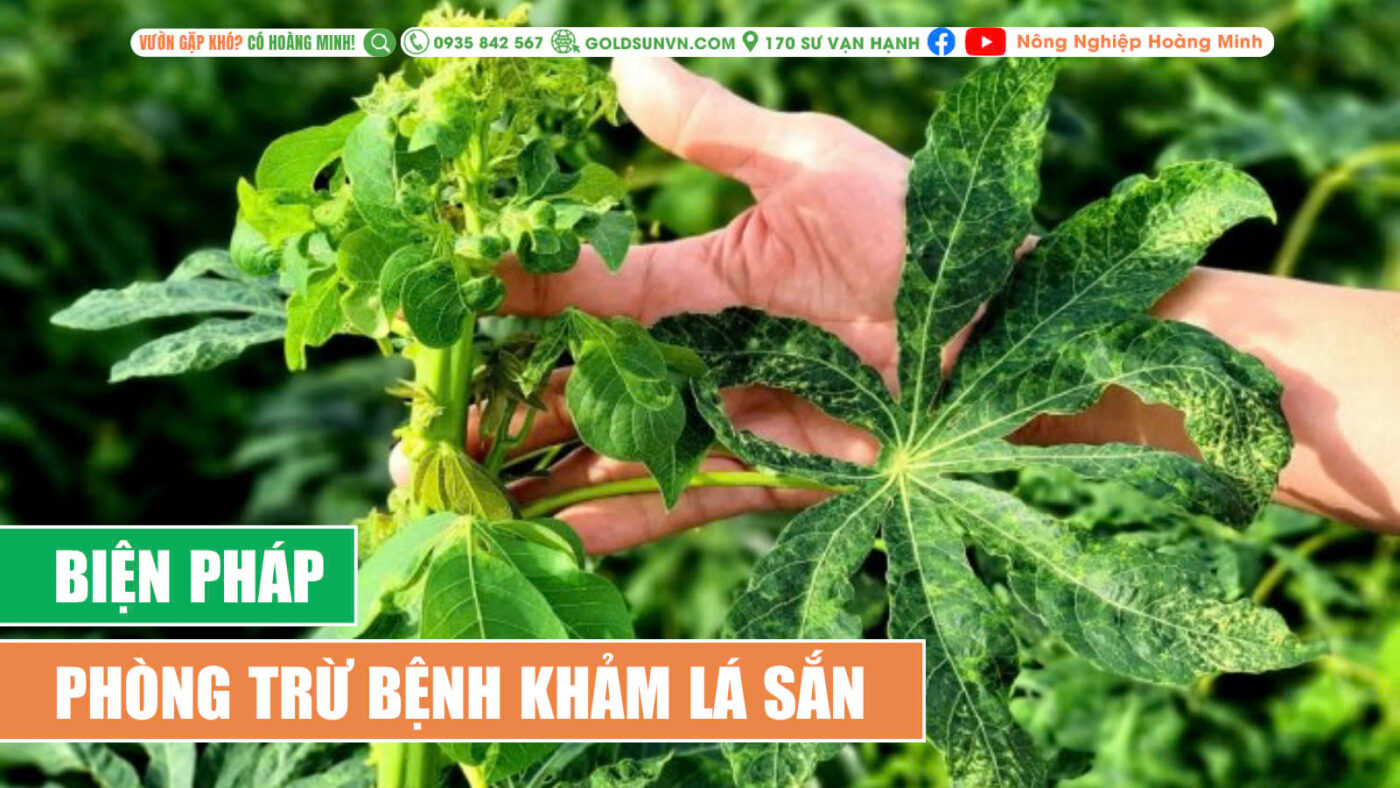 Biện pháp phòng trư bệnh khảm lá sắn