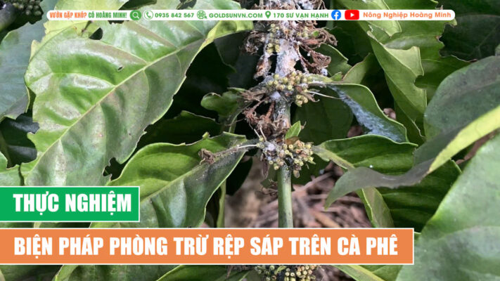 Thực nghiệm phòng trư rệp sáp trên cà phê