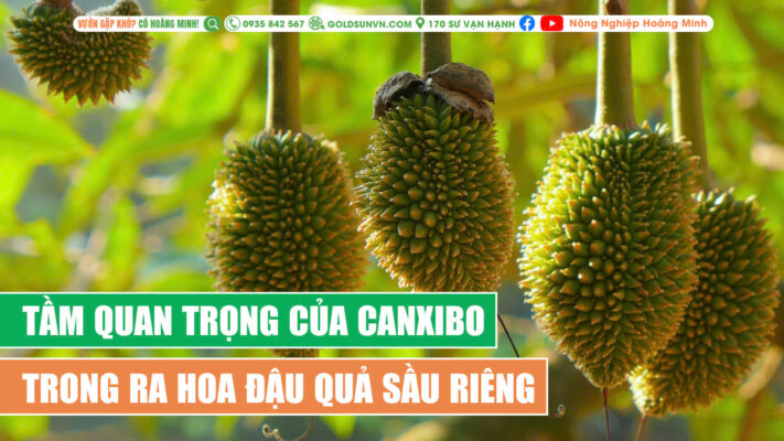 Tầm quan trọng của canxi bo đối với sự ra hoa đậu quả