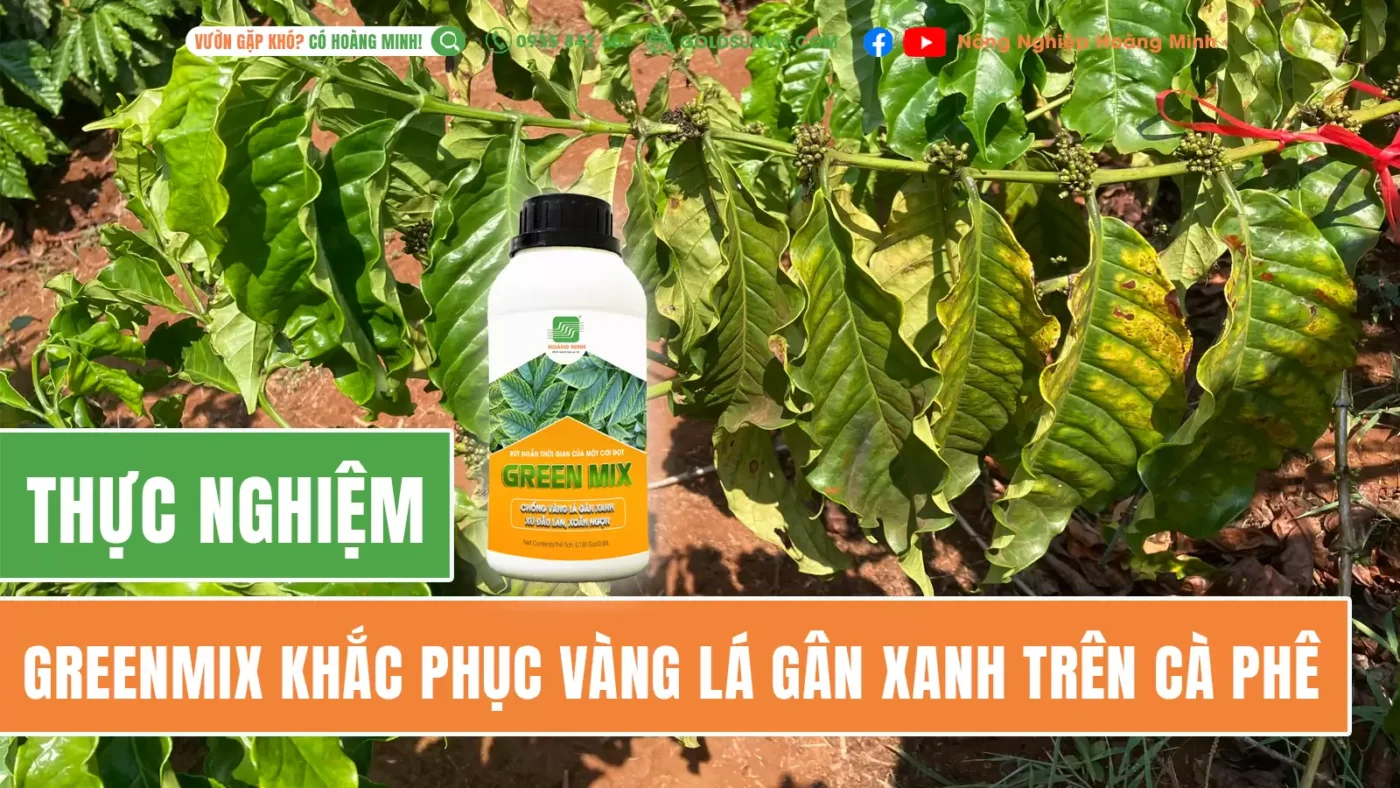 Thực nghiệm vàng lá gân xanh trên cây cà phê