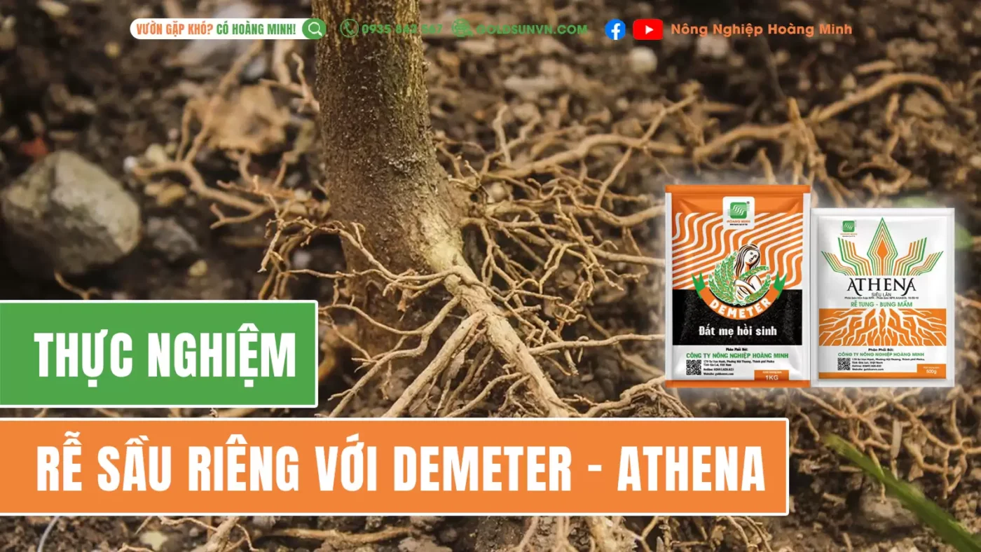 Thực nghiệm rễ sầu riêng với Demeter và Athena