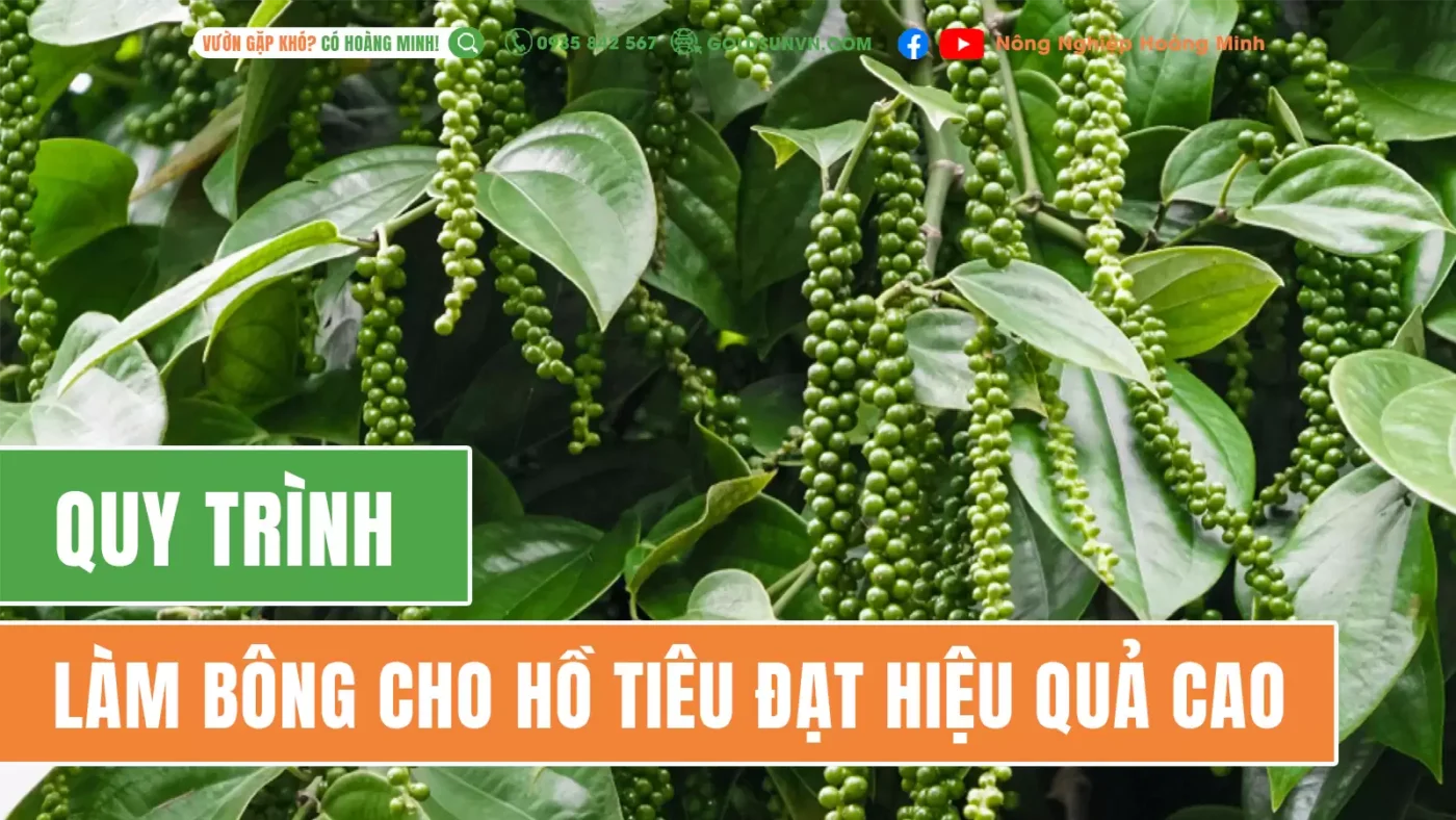 Quy trình làm bông cho hồ tiêu hiệu quả