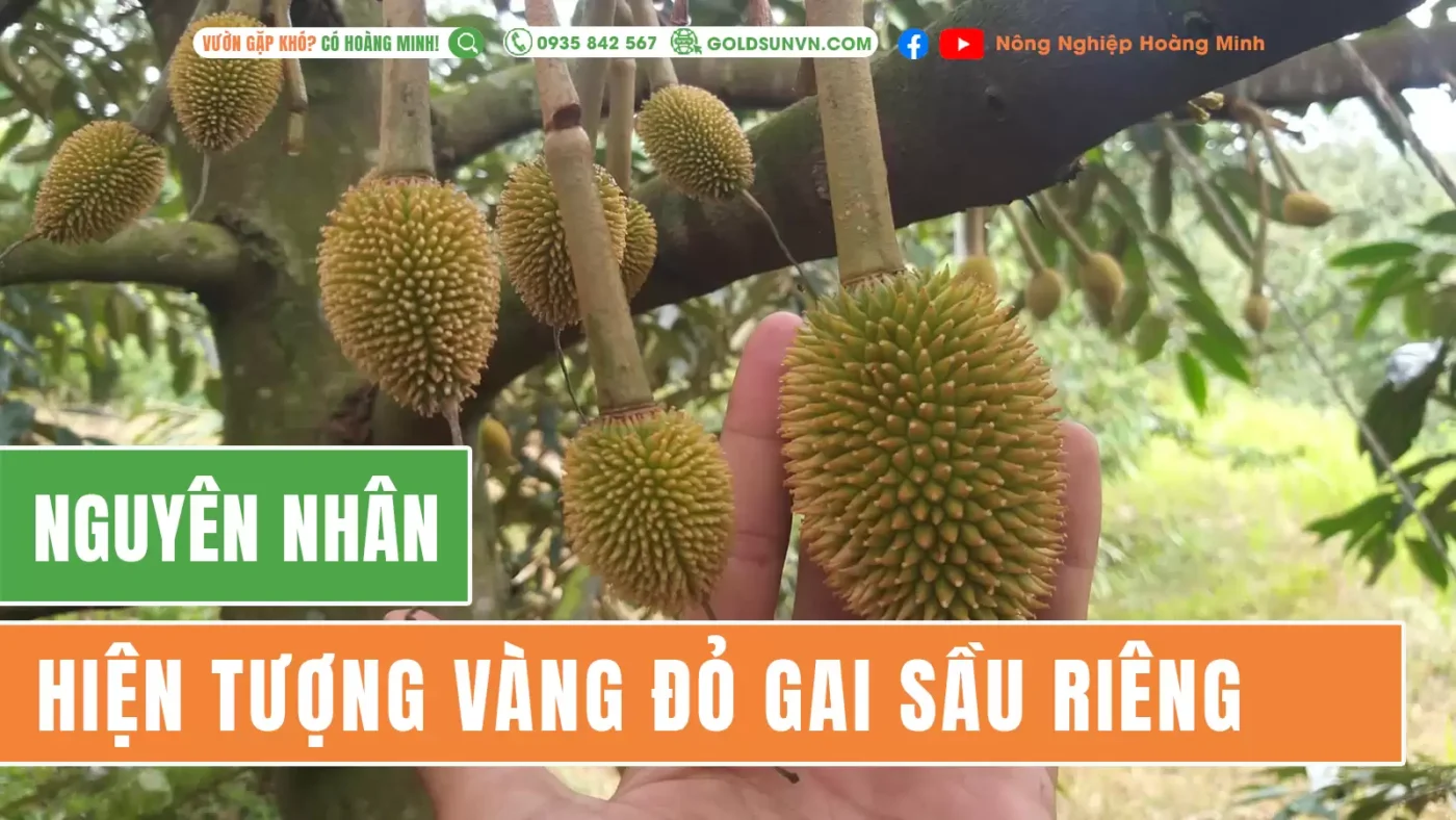 Nguyên nhân gây hiện tượng vàng đỏ gai sầu riêng
