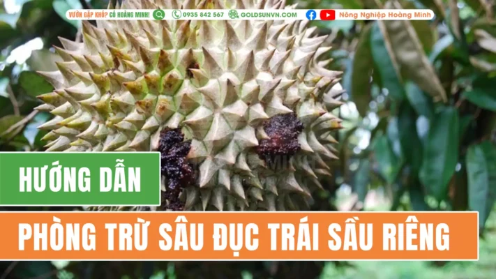 Phòng trừ sâu đục trái sầu riêng