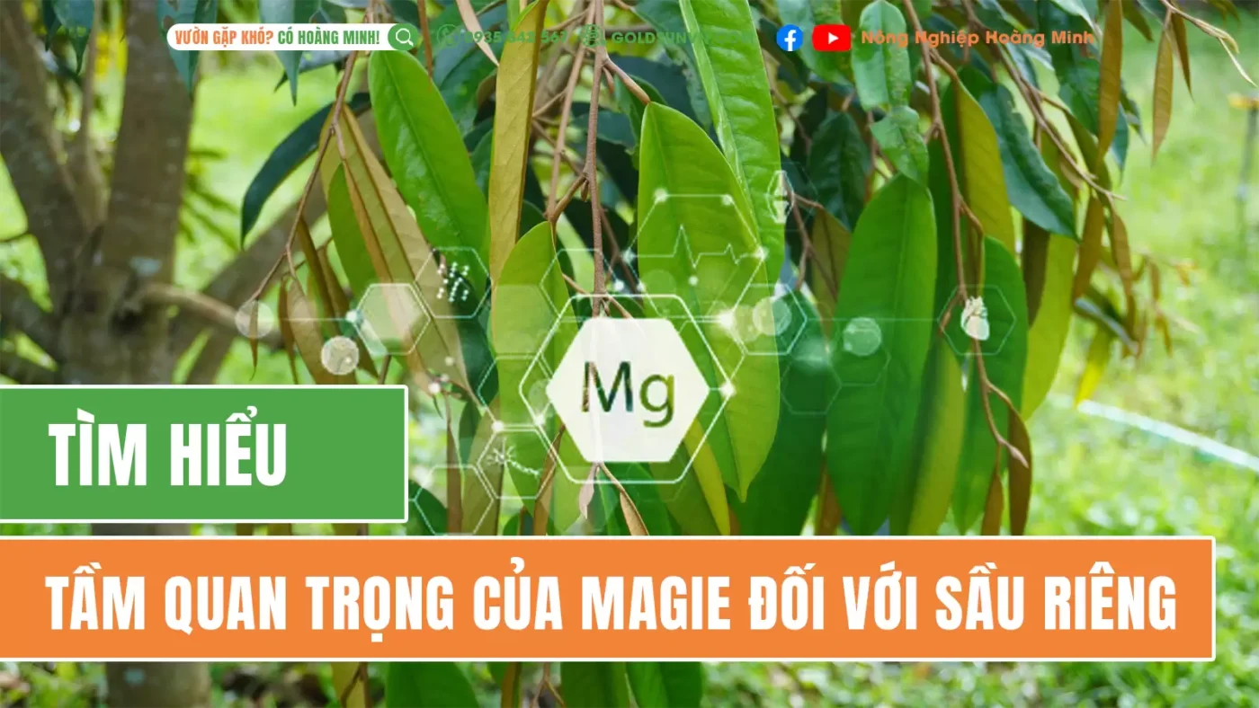 Tầm quan trọng của Magie đối vơi sầu riêng