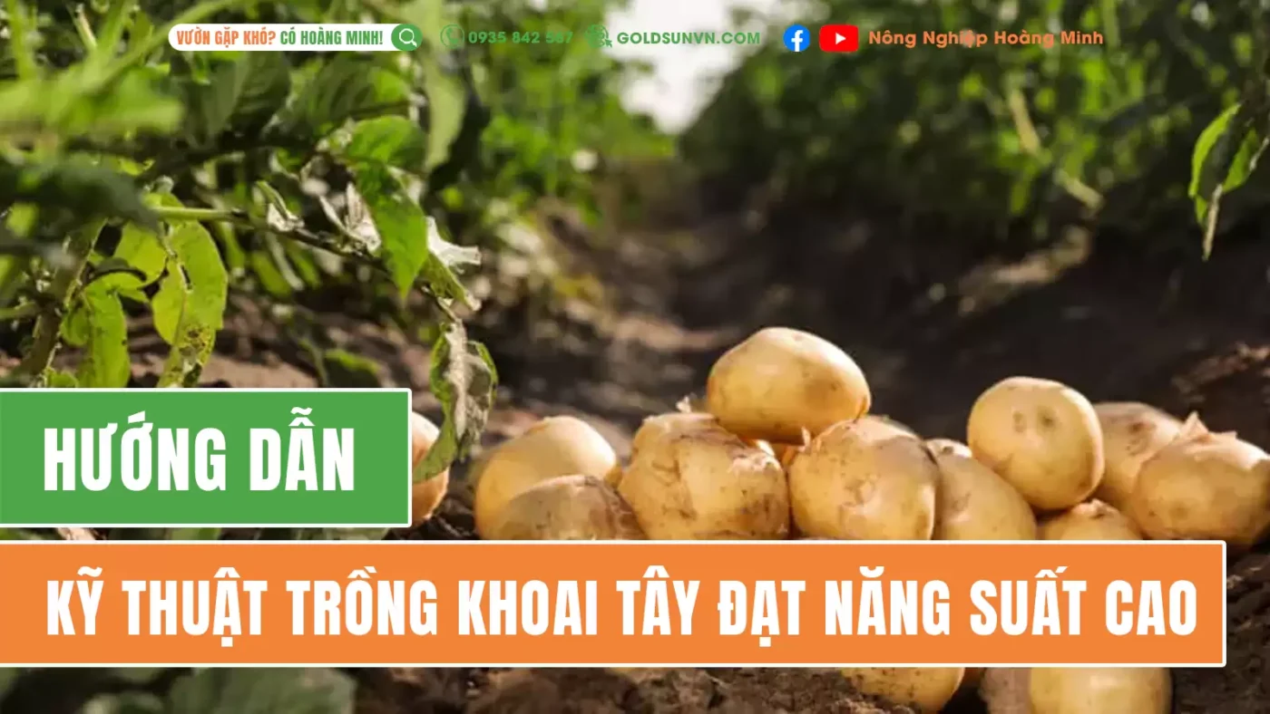 Kỹ thuật trồng khoai tây năng suất cao