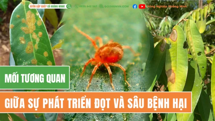 Quan hệ giữa sự phát triển đọt và sâu bệnh hại sầu riêng