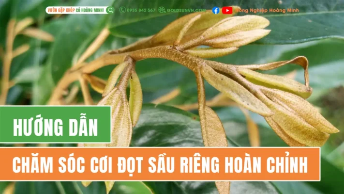 Chăm sóc cơi đọt sầu riêng hoàn chỉnh