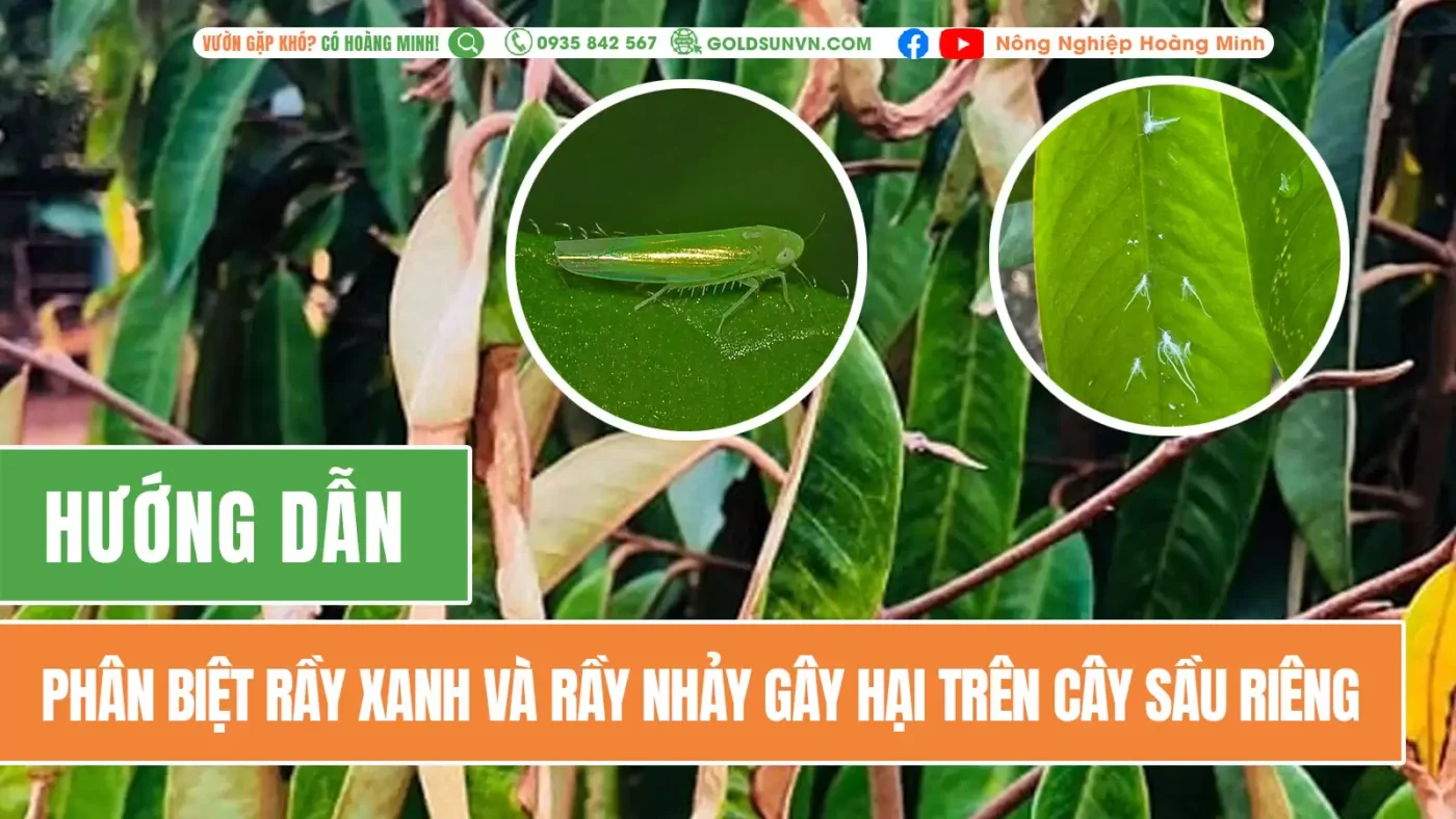 Rầy xanh và rầy nhảy gây hại sầu riêng