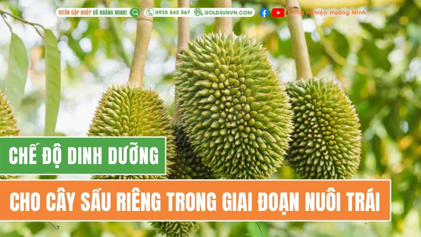 Chế độ dinh dưỡng cho cây sầu riêng giai đoạn nuôi trái