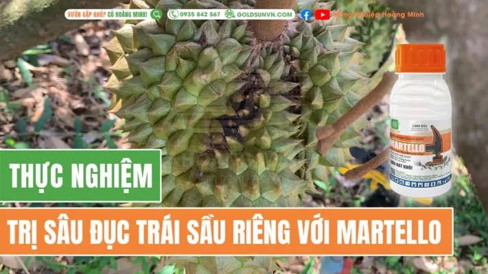 Thực nghiệm sâu đục trái sầu riêng