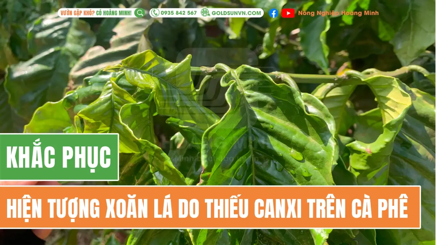 Khắc phục xoăn lá do thiếu canxi trên cà phê