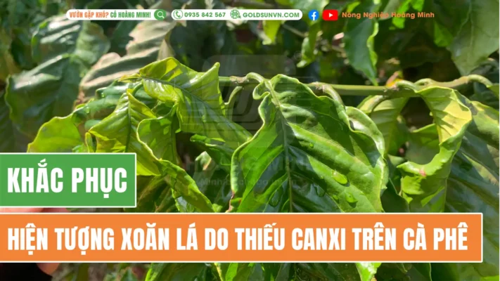 Khắc phục xoăn lá do thiếu canxi trên cà phê