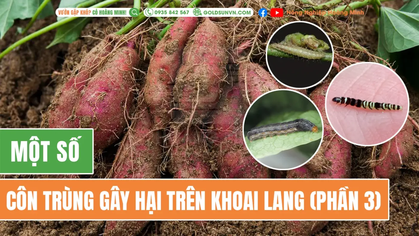 Một số sâu gây hại trên khoai lang